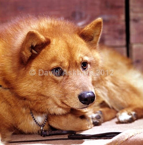 Finnish Spitz dog - Pets