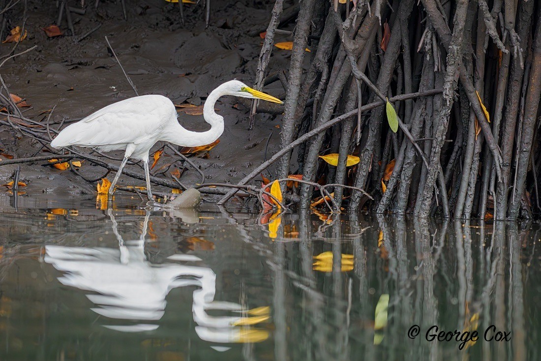Great Egret - Gambia 2025