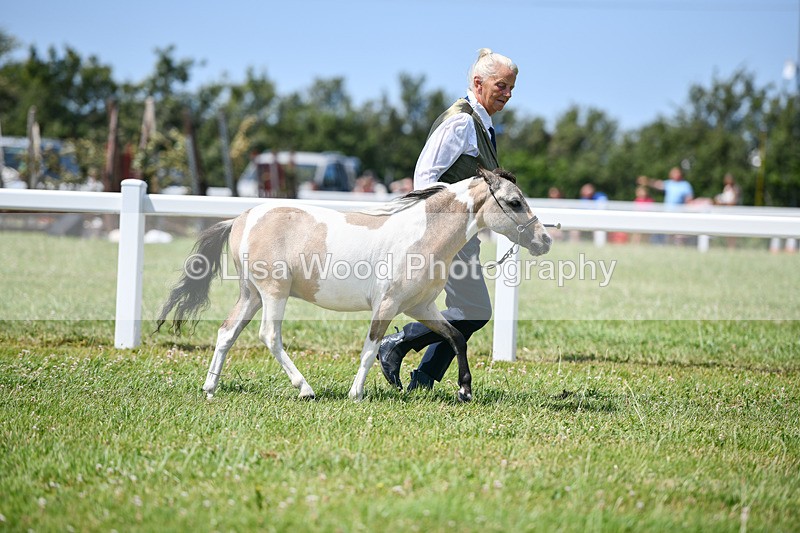 DSC_7302 - Class 62: Coloured Pony Youngstock