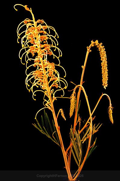  - STILL LIFE ORIGINS - 2011