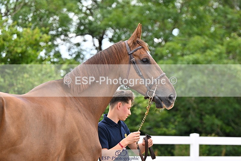 240718A-105324-01961 - Trot Up 2pm to 3pm - This folder is not in time order