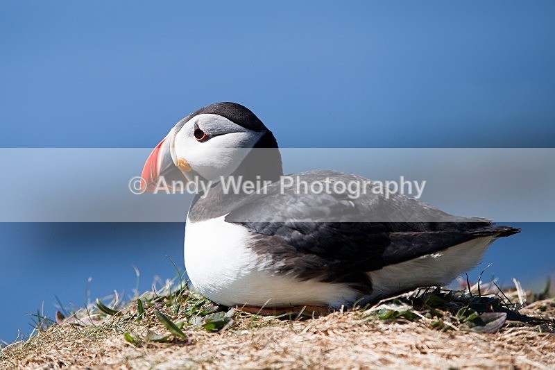 20120531-_MG_0007 - Puffin