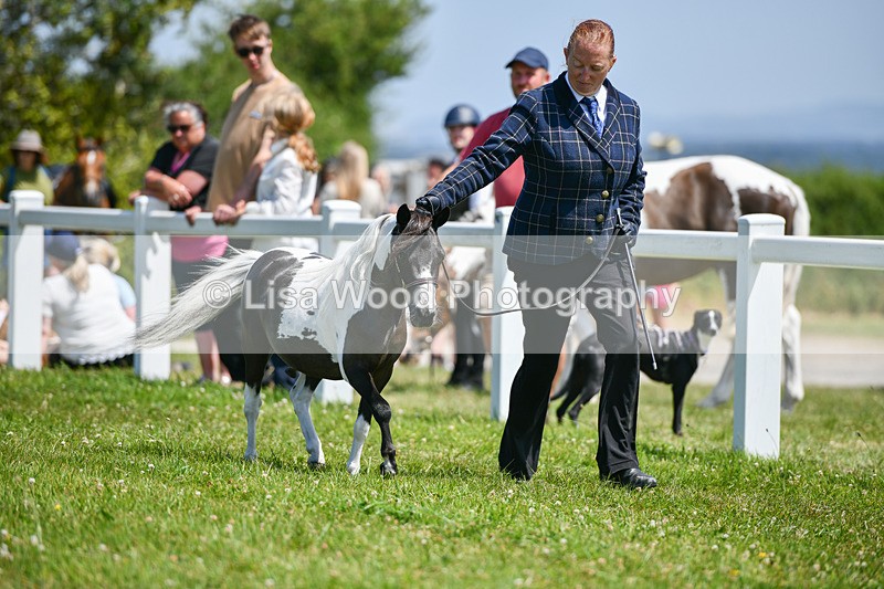 DSC_7273 - Miniature Horse Championship