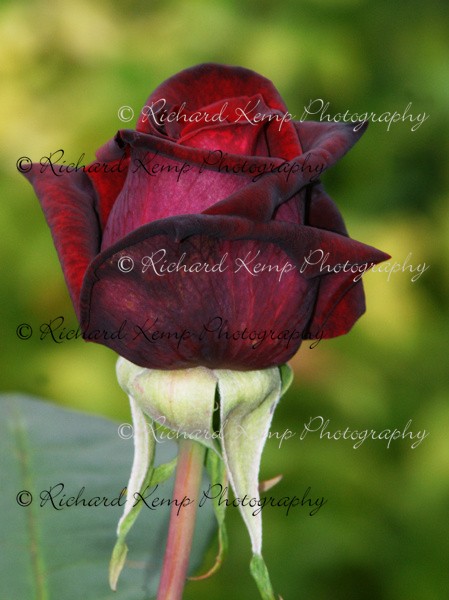 Rose H.T. 'Ernst Morse' - Plants