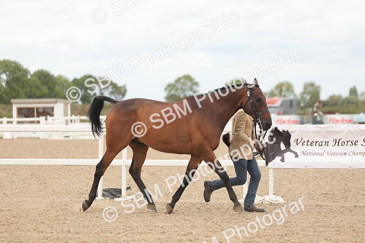 SBM_17047 - Class 313 - IH Retired Racehorse