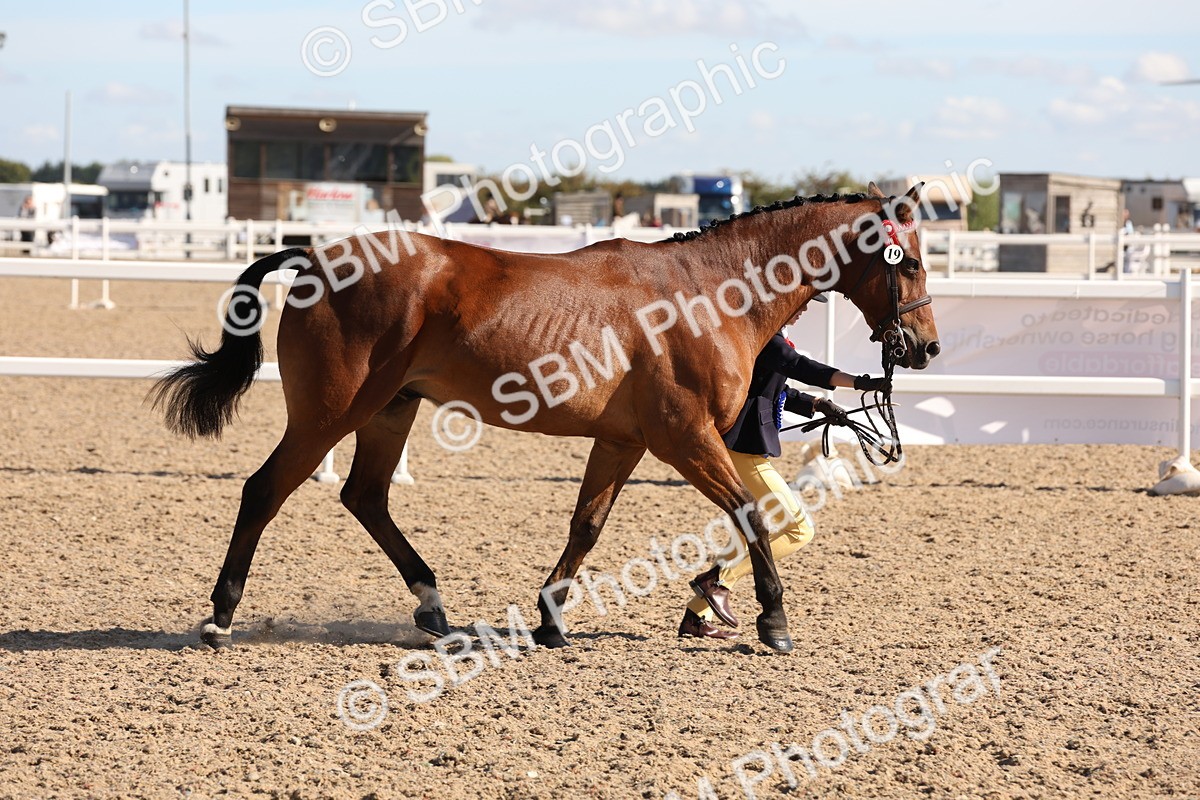 SBM_12855 - Class 205 - IH Show Pony - Show Hunter Pony