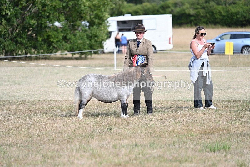 WJ7_8185 - In-hand Championship