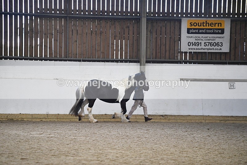 WJ5_5231 - Class 8 In hand cob