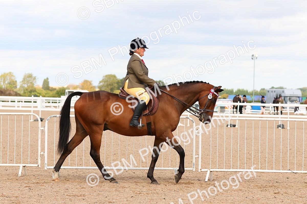 SBM_14072 - Class 213 - Ridden Hack Riding Horse