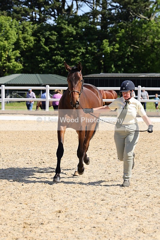 1X9A0797 - Class 4: Youngstock 1, 2, 3 year old to exceed 153cm