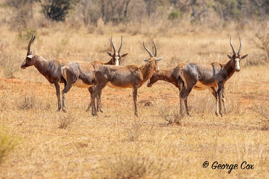 Blesbok - South Africa - Limpopo