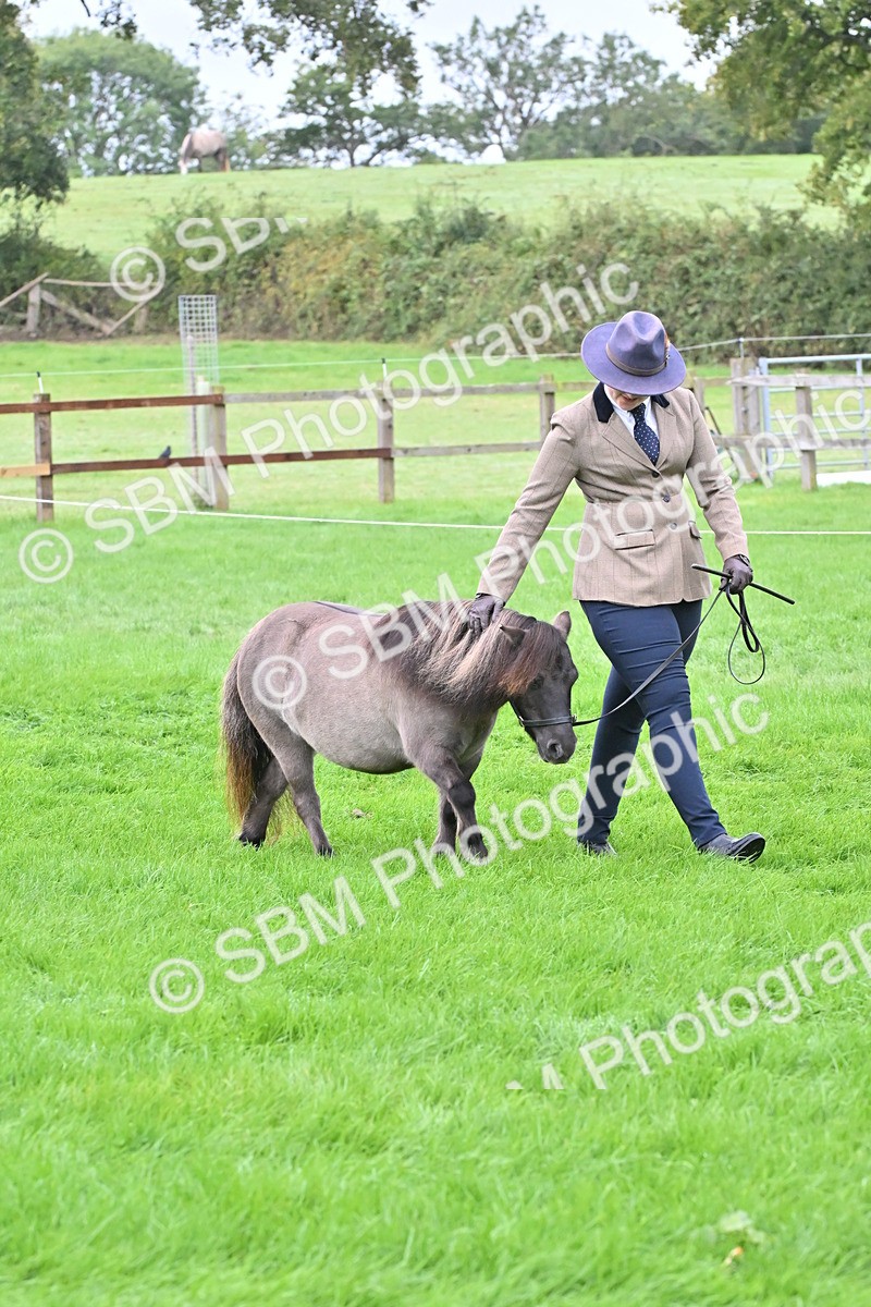 SBM_60891 - S48 - Mountain & Moorland In Hand Small Breeds