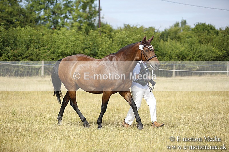 _C7A9343 - BVRC Sow 2018 Ring 2