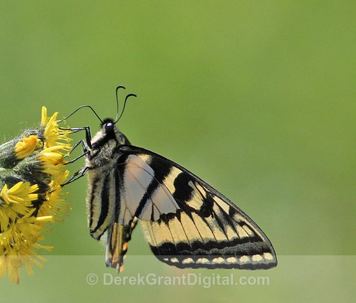 Canadian Tiger Swallowtail
