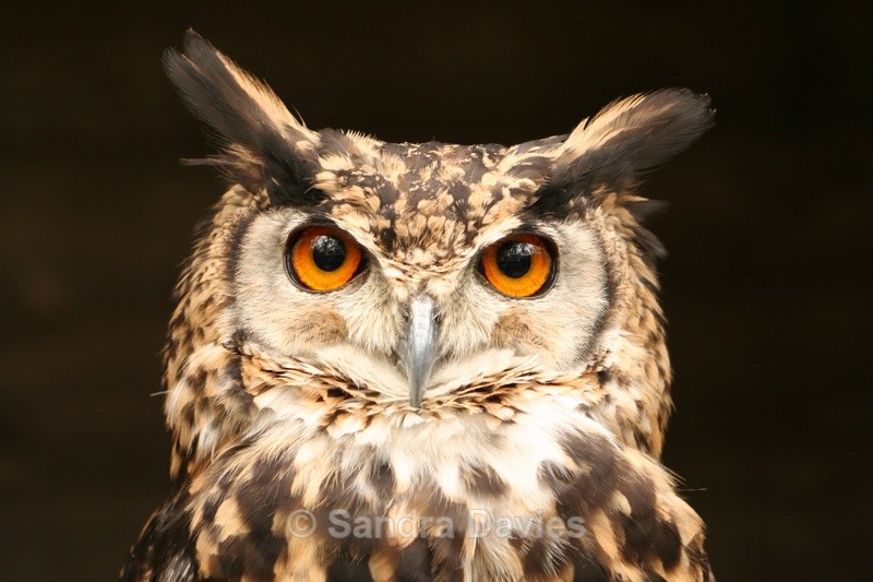 Watching You Watching Me - Wildlife & People