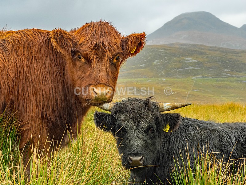23 - THE SCOTSMAN - READERS GALLERY