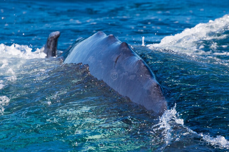 0A3A6366 Dorsal Ridge 3 - Humpback Whales
