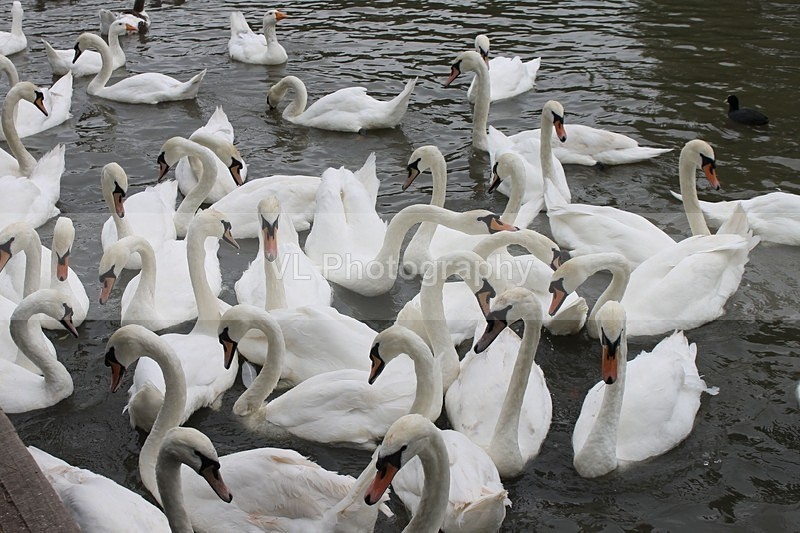 Swans - Animals and Birds