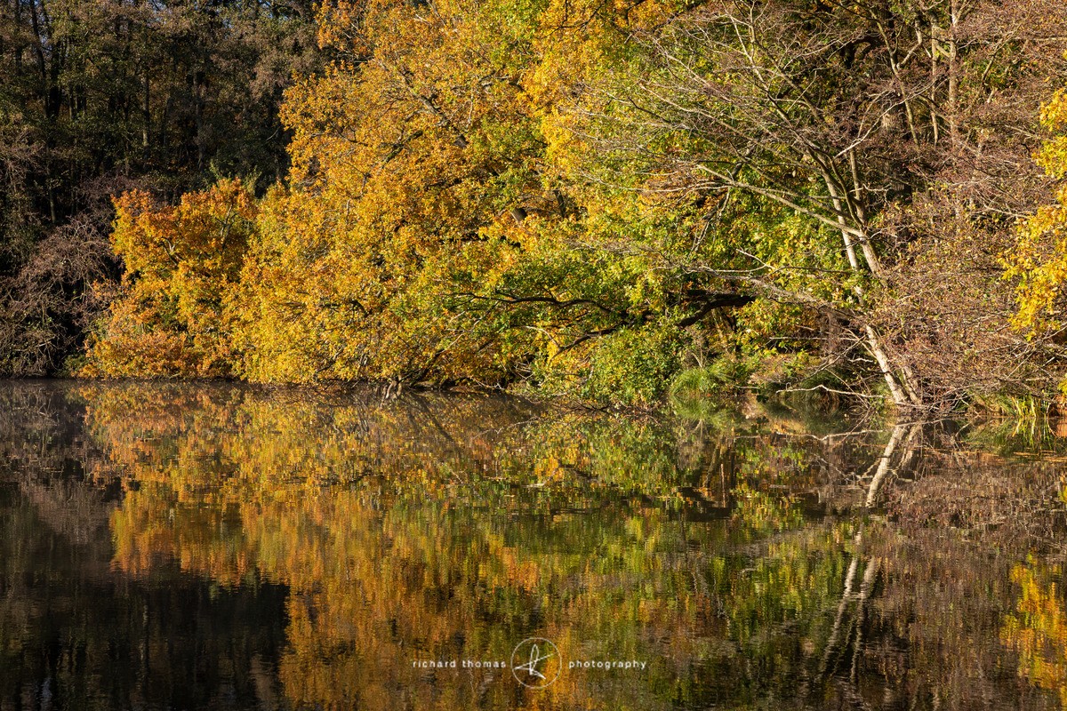 Orange burst - Freshwater