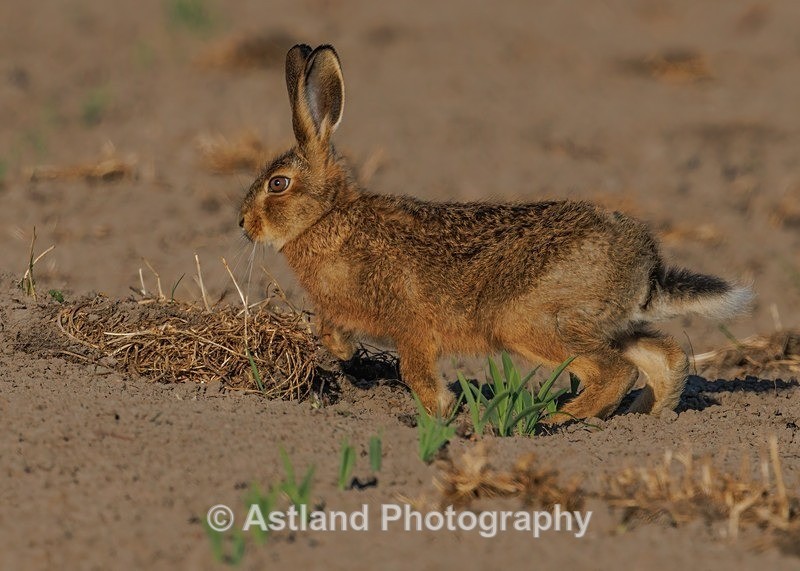 Brown Hare (leveret) - Latest Images