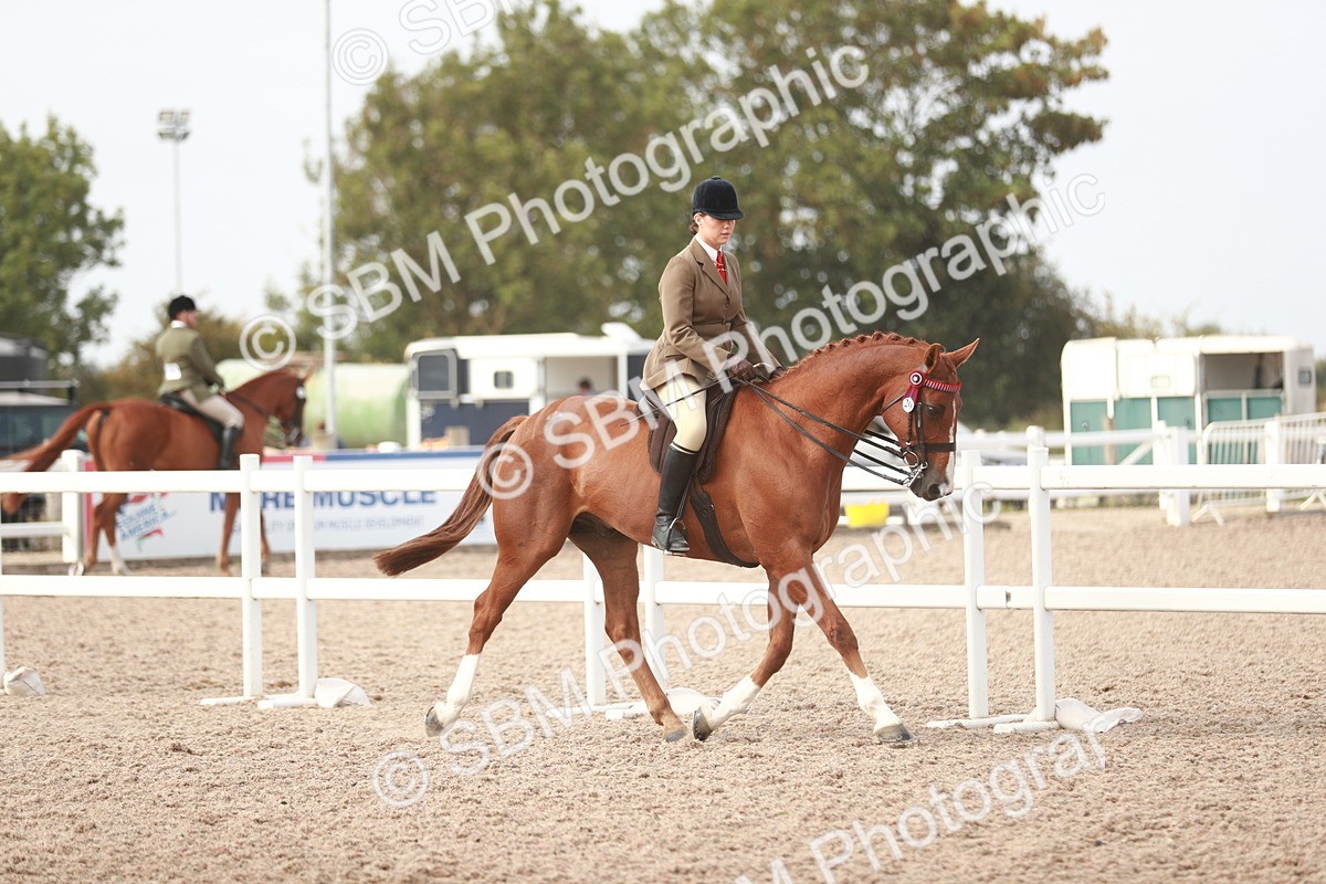 SBM_17450 - Class 215 Ridden Hack/ Riding Horse