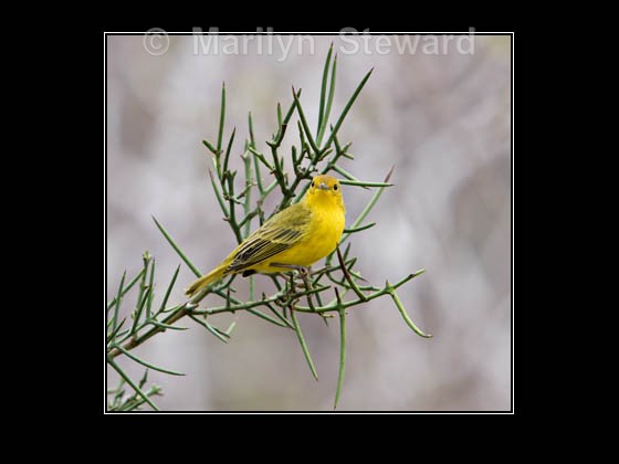 Yellow warbler - Galapagos Islands
