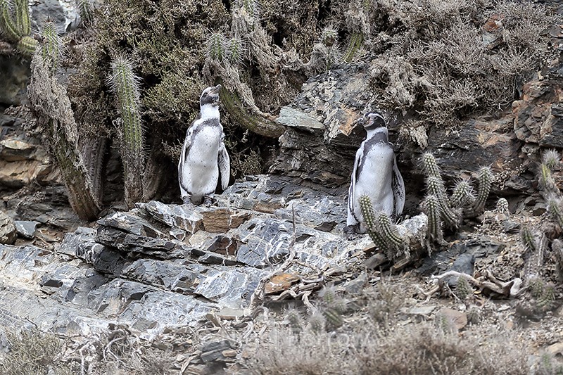 Humboldt Penguins & cactus plants, Chile - Humboldt Penguin