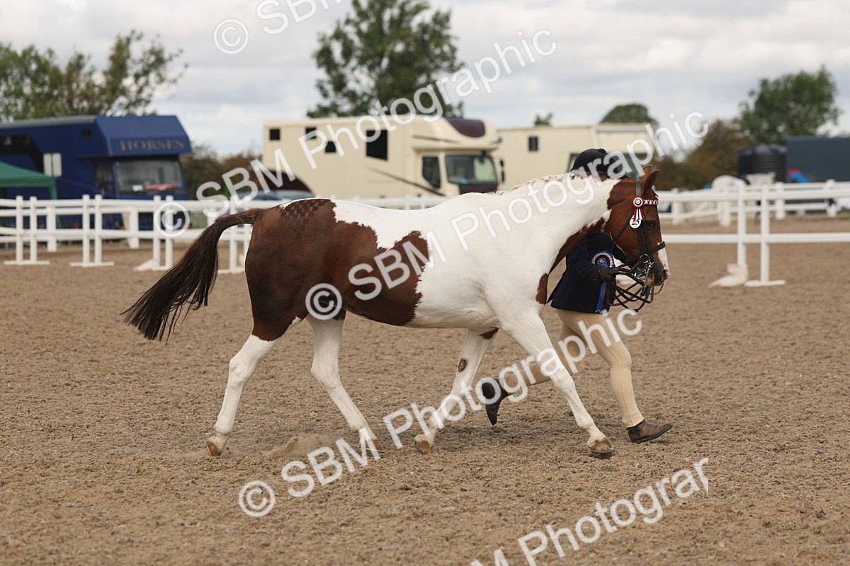 SBM_04391 - Class 17 - Prettiest Mare (IH or Ridden)