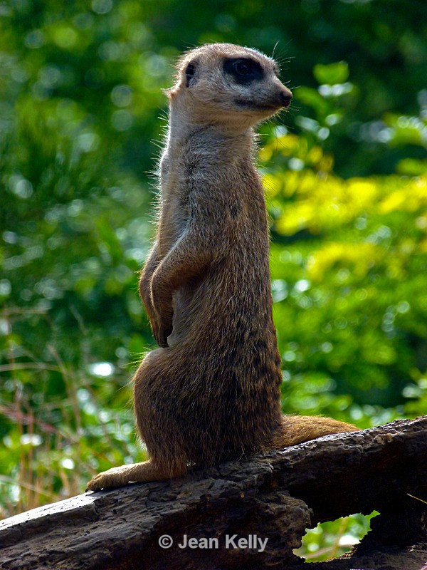 Meerkat - P1070324 - Meerkats