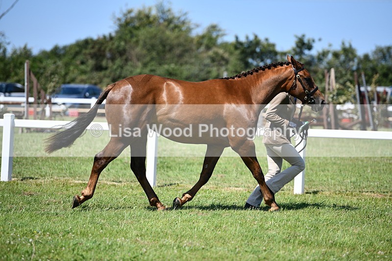 DSC_6880 - Class 57: Hunter/Riding Horse/Hack 1, 2 & 3 yr olds