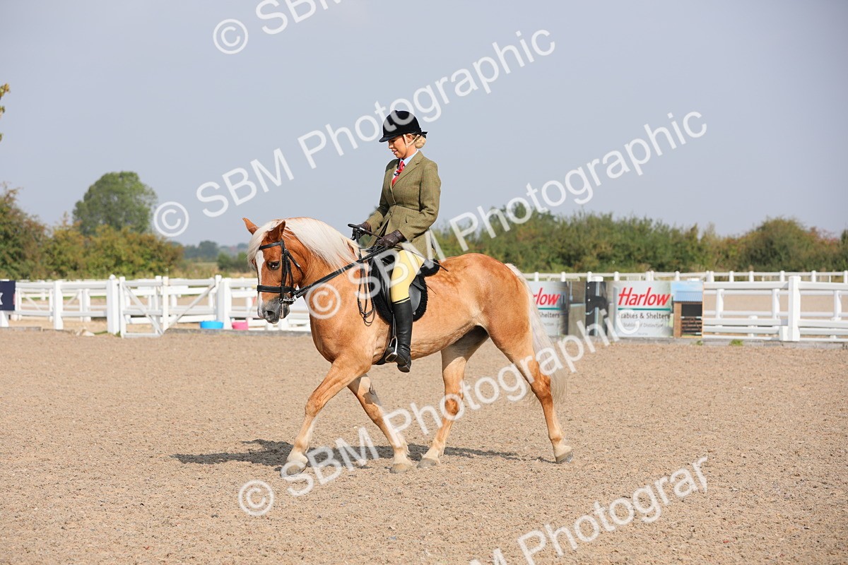 SBM_11410 - Class 305 Ridden Foreign Breeds- Pure Bred