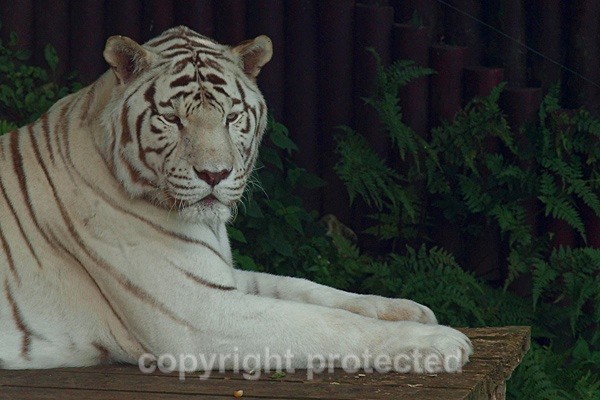 White Bengal Tiger - Sasha resting in shade (Colchester Zoo) - Tigers