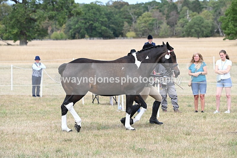 WJ6_6362 - Class 19 In-hand Veterans (Uploaded correct folder)