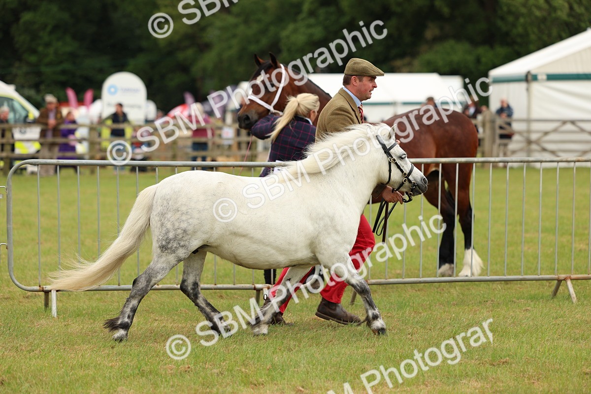 SBM_03513 - Class 58-67 - M&M Non Welsh Pony In hand