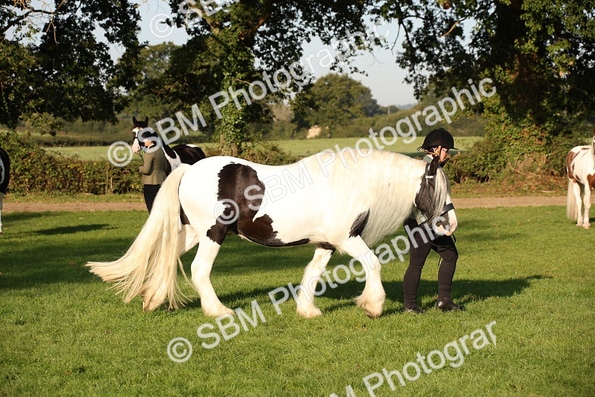 SBM_58726 - S51 - Piebald & Skewbald Horse In Hand