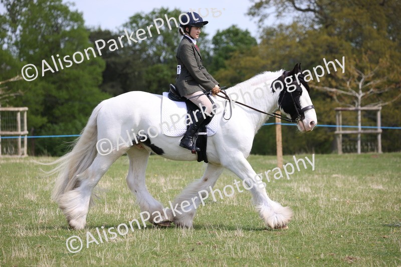 20250427-4065 - Class 34 - Best Riding Horse Over 14.2hh