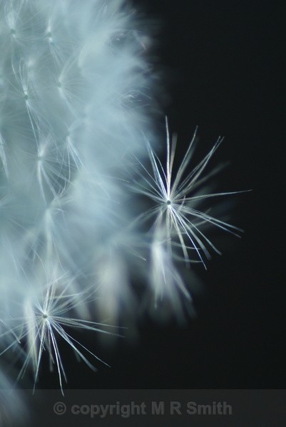 On Its Way - MACRO & CLOSE UPS 2