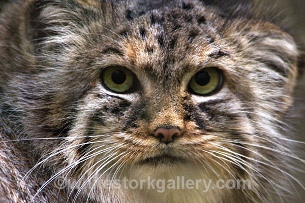 European Wildcat - Wildlife and Animals