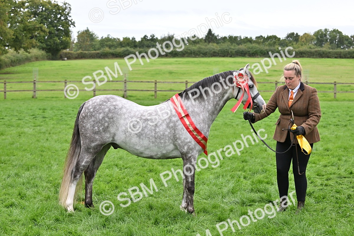 SBM_65021 - In Hand Pony & Younstock Supreme Championship