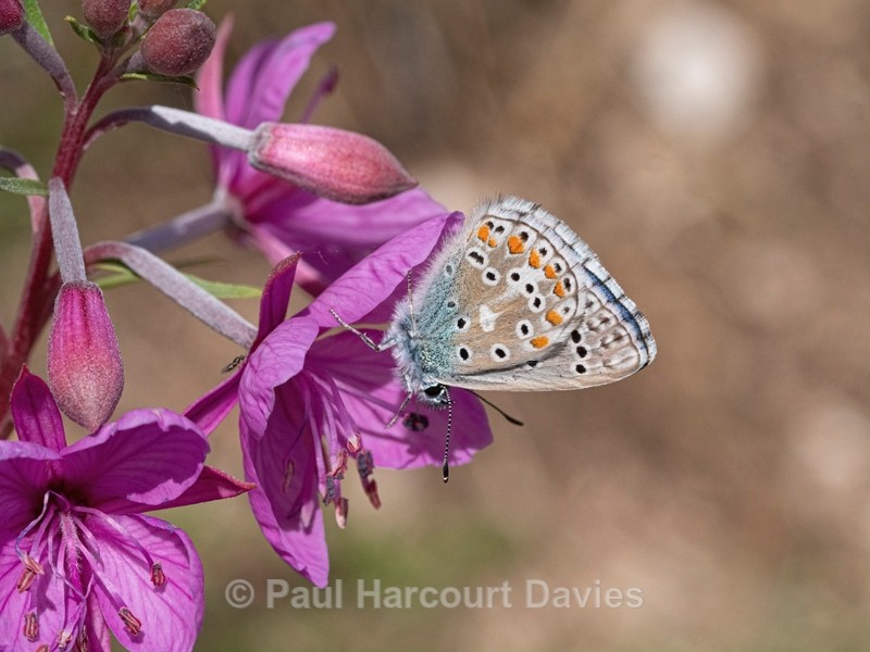 Common blue butterfly (Polyommatus icarus) feeding on nectar from  Dodonaeus' willow herb (Epilobium dodonae) - Insects & Spiders &  other animals 2021