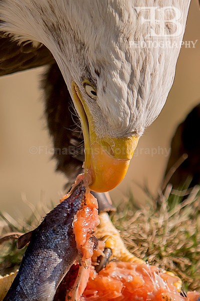wow march 16 Photo day-60 - Birds of Prey