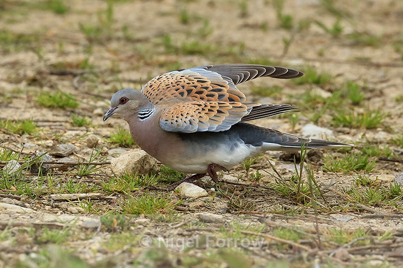 Turtle Dove startled, raises wings, Otmoor RSPB - Turtle Dove
