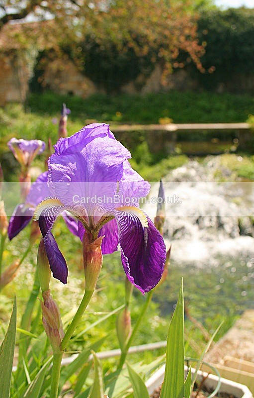 Iris1030 - IRISES
