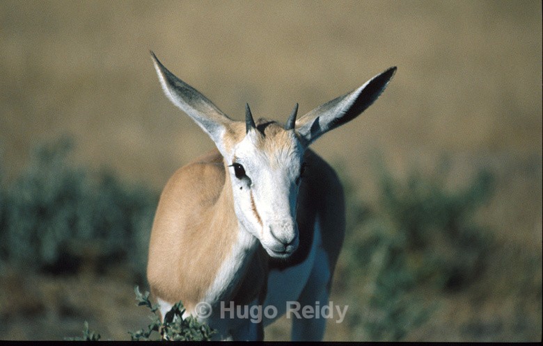  - Animals in the Wild