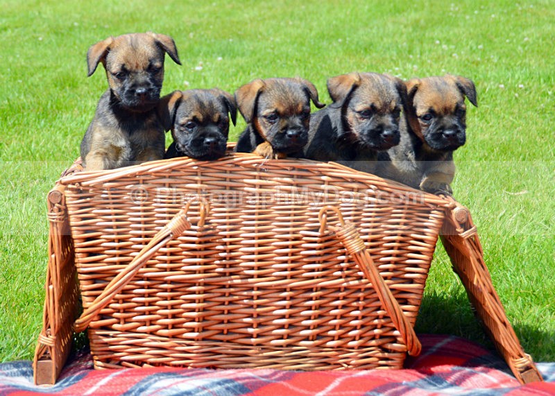  - Border Terriers
