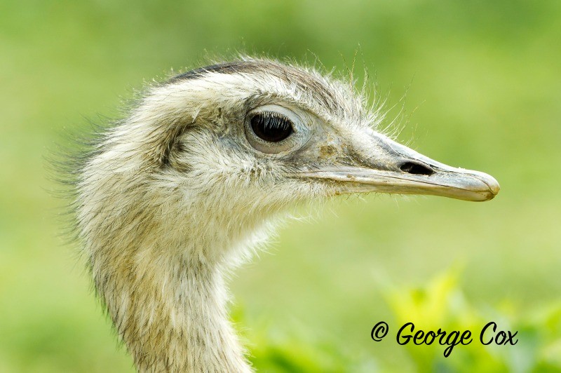 Ostrich