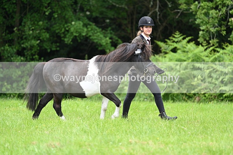 WJ7_3908 - Class 14A Handsome Gelding