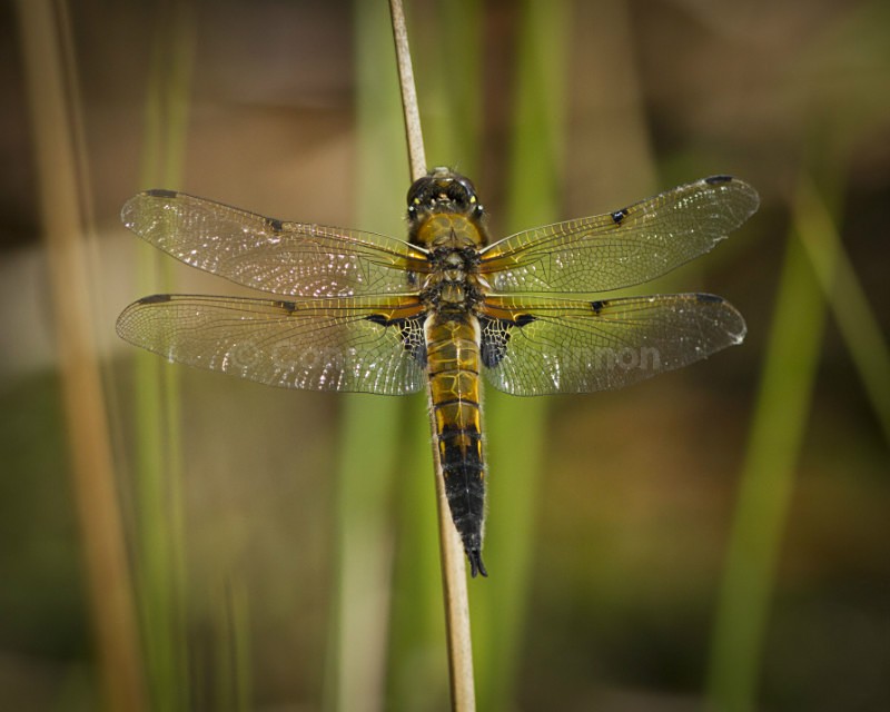 4 spotted chaser - Dragons