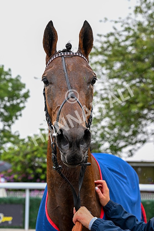 150725-Race 1-Dunkeld Dreamer-0123 - Race 1