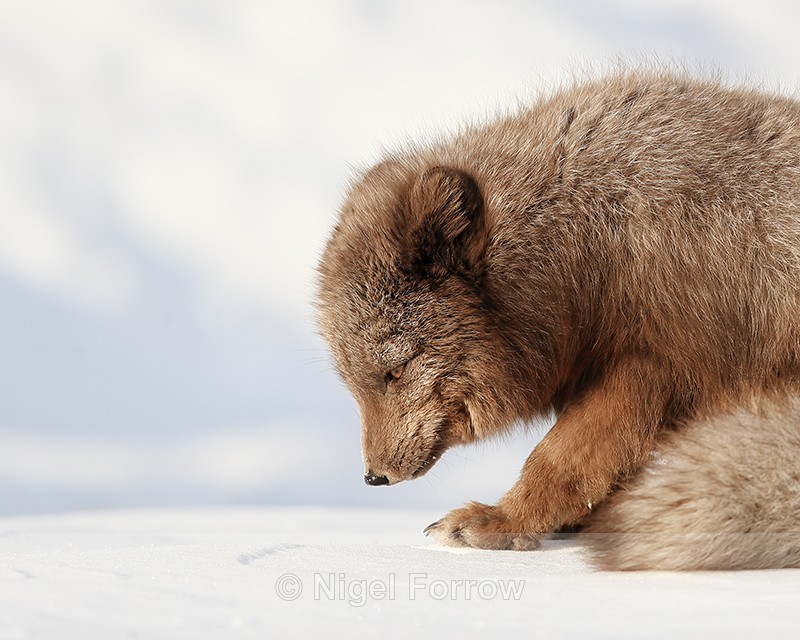 Arctic Fox (dark) looking down, Svalbard, Norway - Arctic Fox